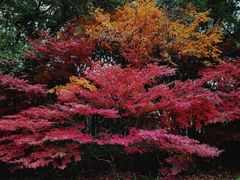 -上海共青森林公园