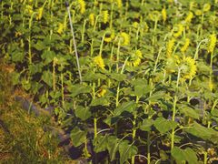 -光明小镇欢乐田园