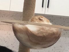 -喵园·猫主题咖啡厅·撸猫·猫咖(国贸店)