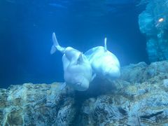 -珠海长隆海洋王国