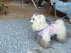 -J Create城市露营咖啡·简餐·宠物(上海动物园店)