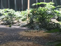 -百年朱苦拉咖啡(博物馆店)