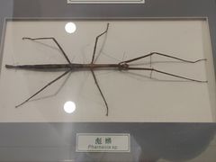-上海昆虫博物馆