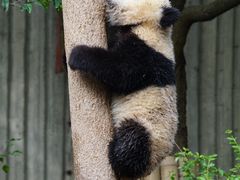 -成都大熊猫繁育研究基地