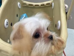 -安安宠医宠物医院·异宠·犬猫内科(岳阳分院)