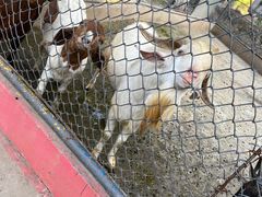 -荆州中山公园动物园