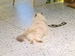 -喵喵咪呀布偶猫咖(春熙路店)