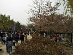 -西安青龙寺遗址景区