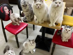 -猫咪咖啡店(新城大街店)