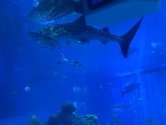 -成都浩海立方海洋公园