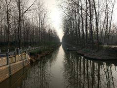 -合肥滨湖国家森林公园