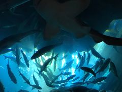 -迪拜水族馆及水下动物园