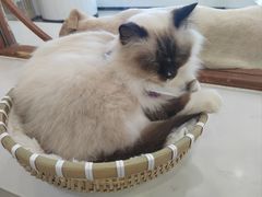 -共舞时光猫咖·狗咖(新街口店)