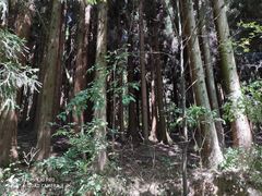 -武陵山森林公园