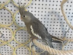 -吉丁鸟咖·异宠·寄养