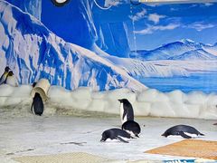 -海合安武汉极地海洋公园