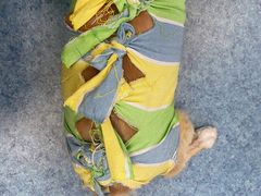 -北京赛佳动物医院