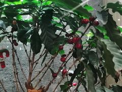 -Infica Coffee