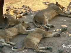 -西霞口神雕山野生动物世界
