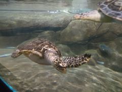 -福州罗源湾海洋世界旅游区