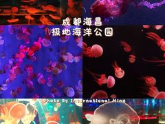 -海合安成都极地海洋公园