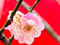 -无锡梅园公园