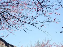 -杭州植物园