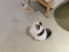 -藏猫猫咖啡主题馆(中央大道店)