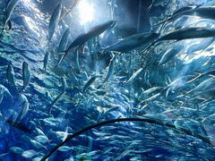 -上海海洋水族馆