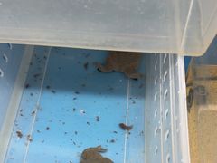 -上海大自然野生昆虫馆(东方明珠·爬宠昆虫探索中心)
