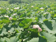 -荷塘月色湿地公园·向阳花洲