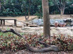 -广州长隆野生动物世界