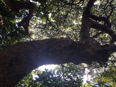 -太平山顶