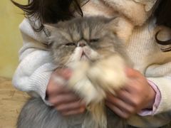 -猫色咖啡·猫咖