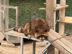 -青藏高原野生动物园