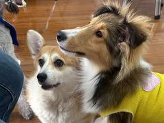 -汪说·狗咖·拼豆·宠物周边DIY(旺城大厦店)