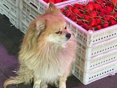 -城南综合水果批发市场(花园路店)