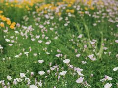 -西湖风景区-江洋畈生态公园