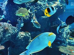 -新加坡海洋生态馆