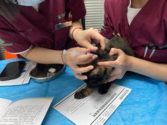 -伟伟宠物医院·CT影像中心·瑞派犬猫综合性门诊(汉口总院)