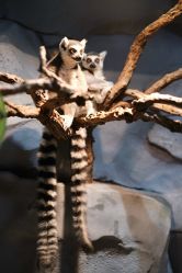 -Zoolung Zoolung动物主题公园(海信广场店)