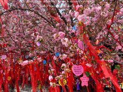 -祥源·阜阳生态乐园