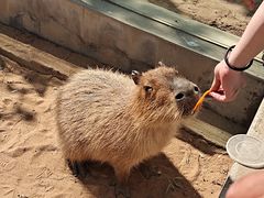 -西霞口神雕山野生动物世界