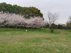 -南京市江宁方山