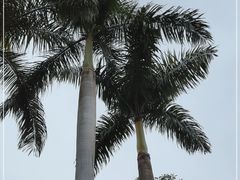 -广州市白云山风景名胜区