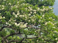 -萍乡武功山风景名胜区
