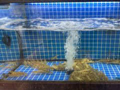 -碧海银沙海鲜餐厅(恒大海上威尼斯店)