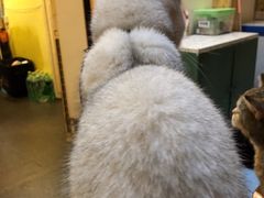 -猫色咖啡·猫咖
