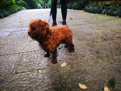 -杭州半山国家森林公园