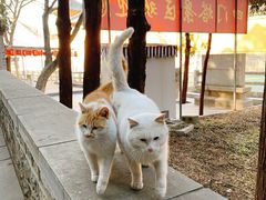-四门塔风景区
